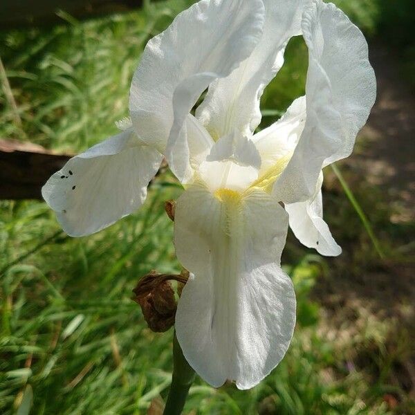 Iris albicans Цвят