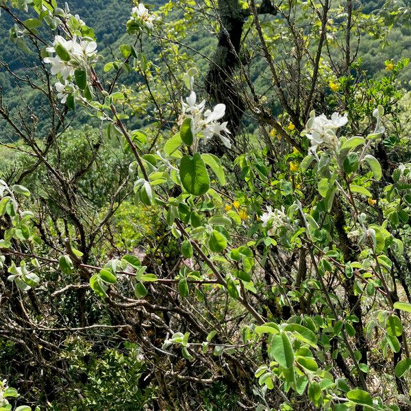 Amelanchier ovalis Hábito