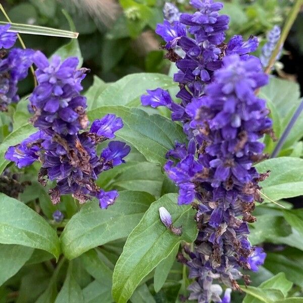 Salvia farinacea 花