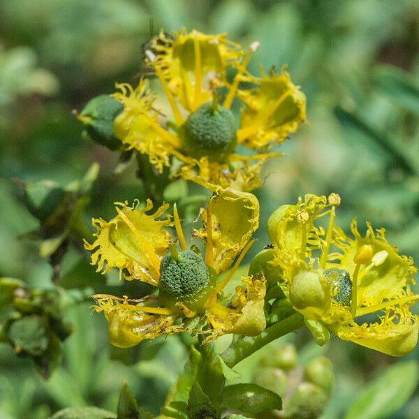 Ruta chalepensis Flower