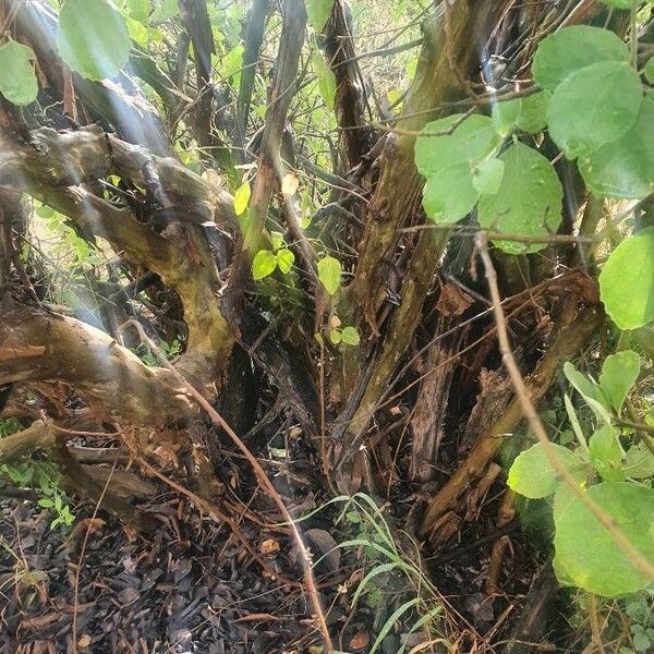 Cordia monoica പുറംതൊലി