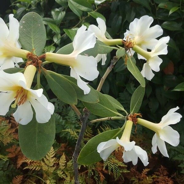 Rhododendron gardenia Kvet