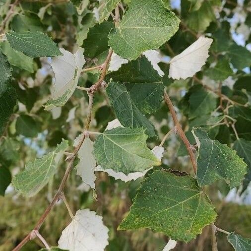 Populus alba Blatt