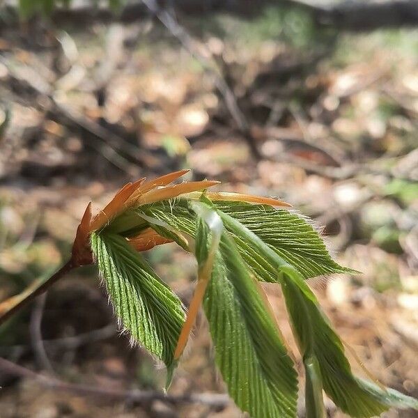 Fagus grandifolia Folha