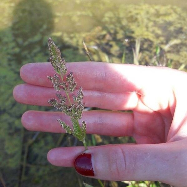 Polypogon viridis Цвят