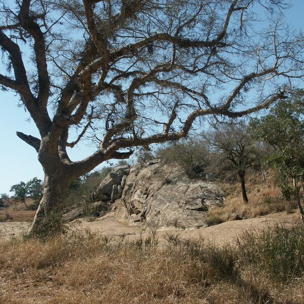 Commiphora glandulosa 樹皮