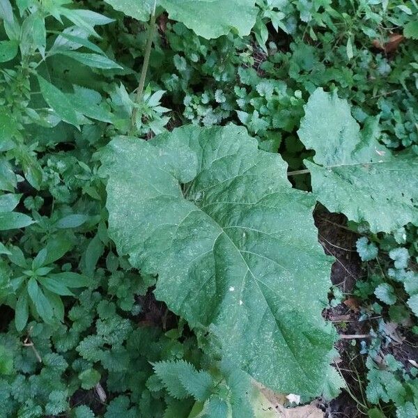 Arctium minus 葉