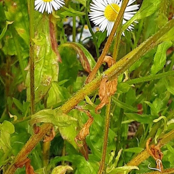 Erigeron strigosus Kabuk