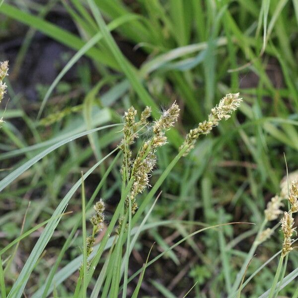 Carex otrubae 花