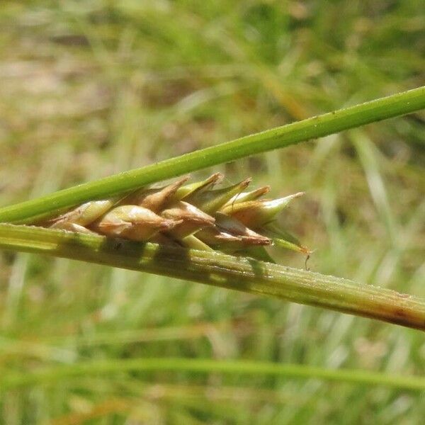 Carex remota Blomma