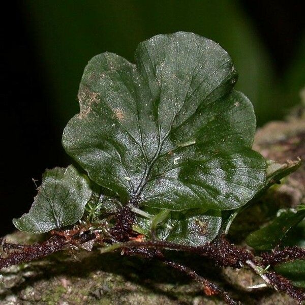 Trichomanes godmanii Leaf