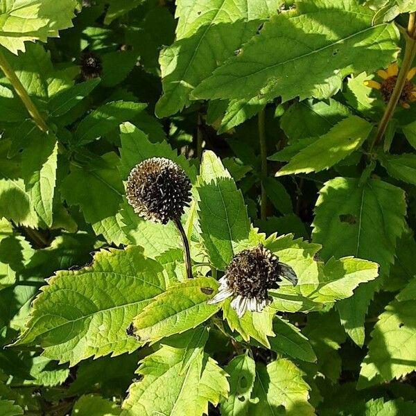 Heliopsis helianthoides Fruit