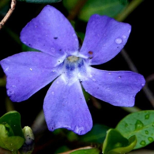 Vinca minor Flower