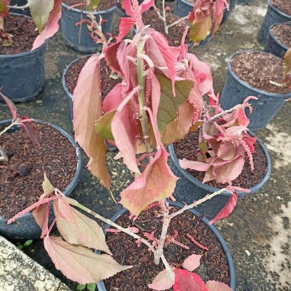 Acalypha wilkesiana Liść