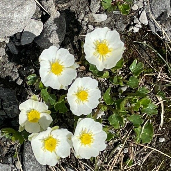 Ranunculus alpestris Flower