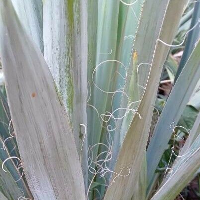 Yucca filamentosa 葉