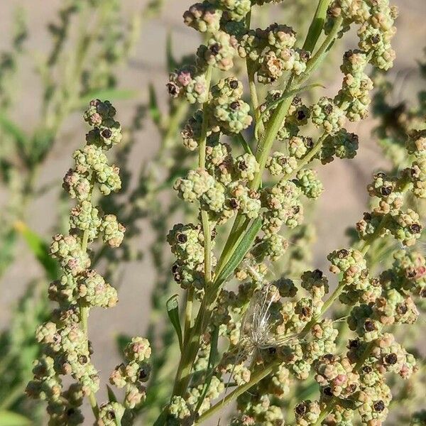 Chenopodium album Flor