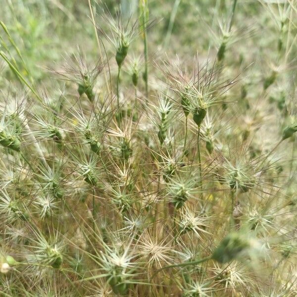 Aegilops geniculata Квітка