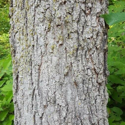 Acer platanoides 樹皮