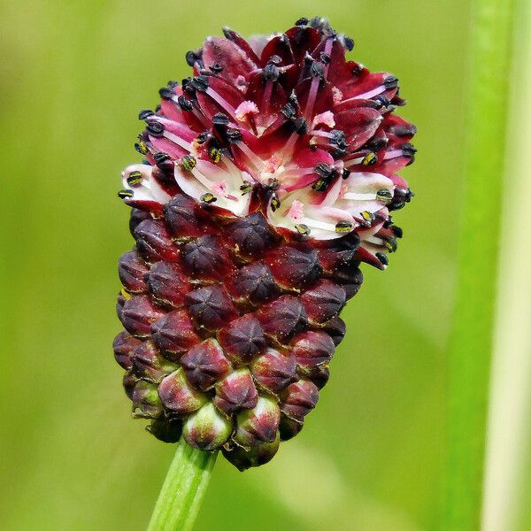 Sanguisorba officinalis Flor