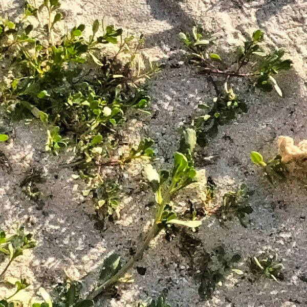 Senecio maritimus Fuelha