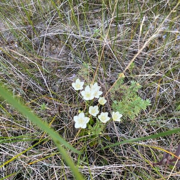 Parnassia glauca Floare