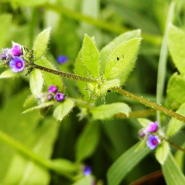 Asperugo procumbens Çiçek