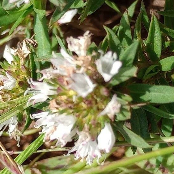 Spermacoce verticillata Blomst