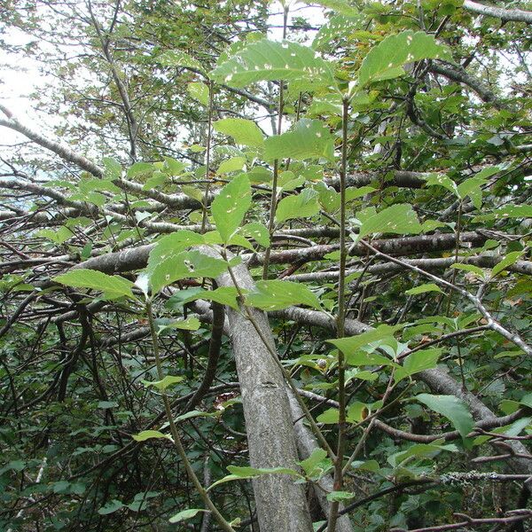 Ulmus americana Leaf