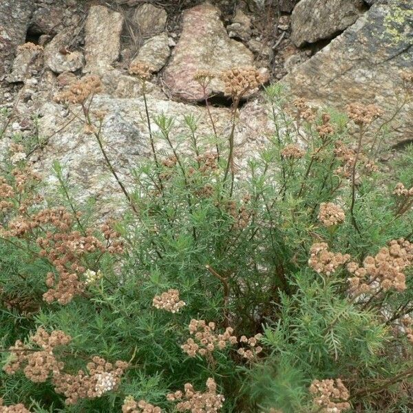 Achillea chamaemelifolia عادت