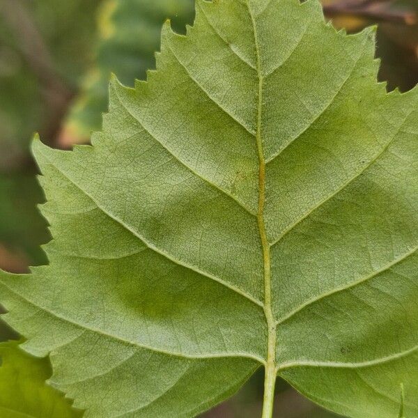 Betula pendula Leaf