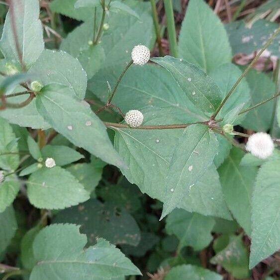 Acmella radicans Drugo