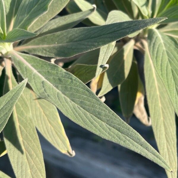 Echium candicans Leaf