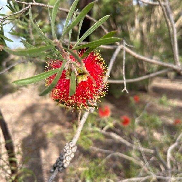 Melaleuca viminalis برگ