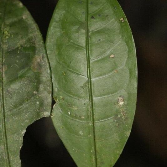 Faramea guianensis Ліст