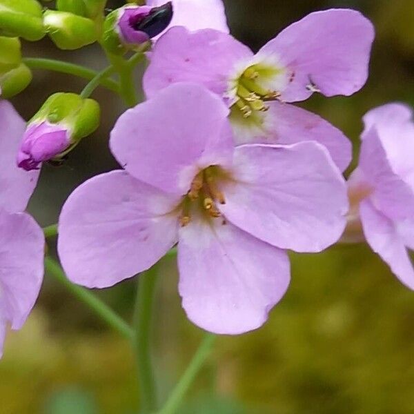 Arabidopsis arenosa Цвят