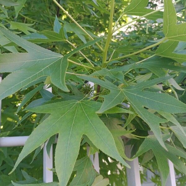 Liquidambar formosana Leaf