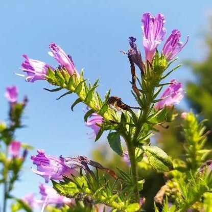 Echium rosulatum Цвят