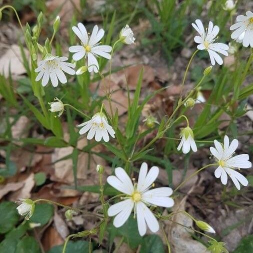 Stellaria holostea പുഷ്പം