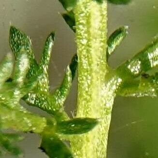 Achillea nobilis Bark