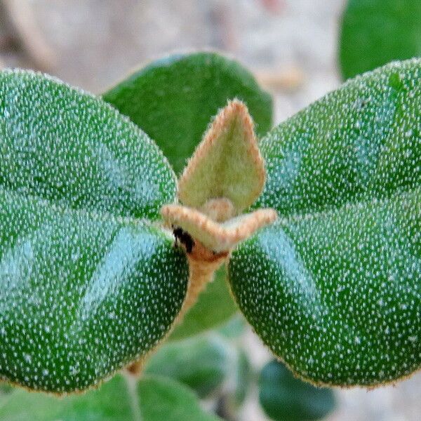 Correa reflexa Leaf