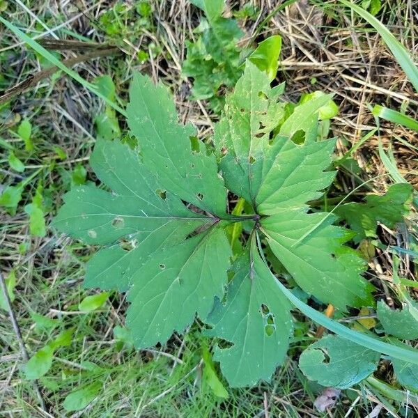 Rudbeckia laciniata Ліст