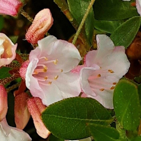 Rhododendron hirsutum Flower