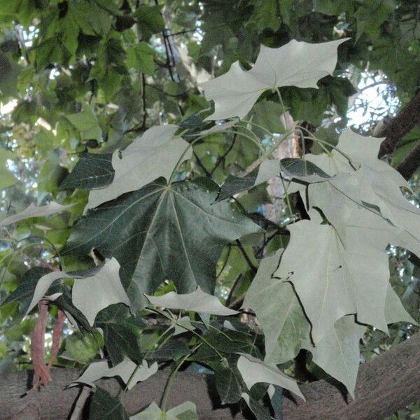 Brachychiton discolor برگ