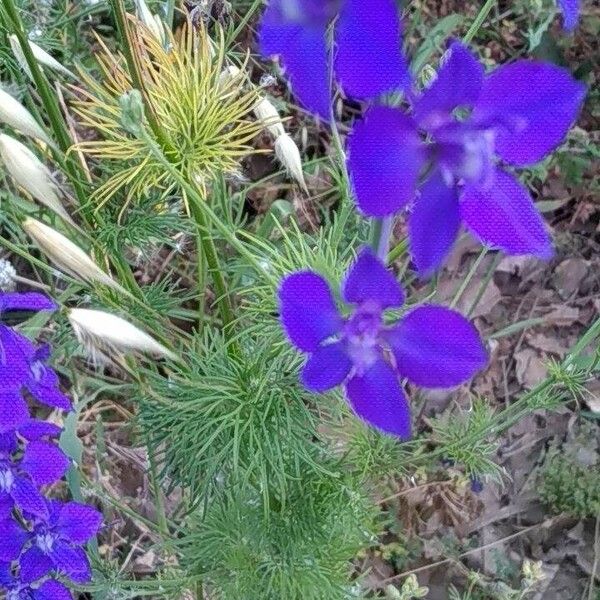 Delphinium ajacis Квітка