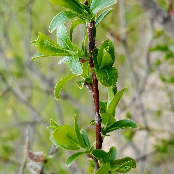 Salix myrsinifolia Deilen