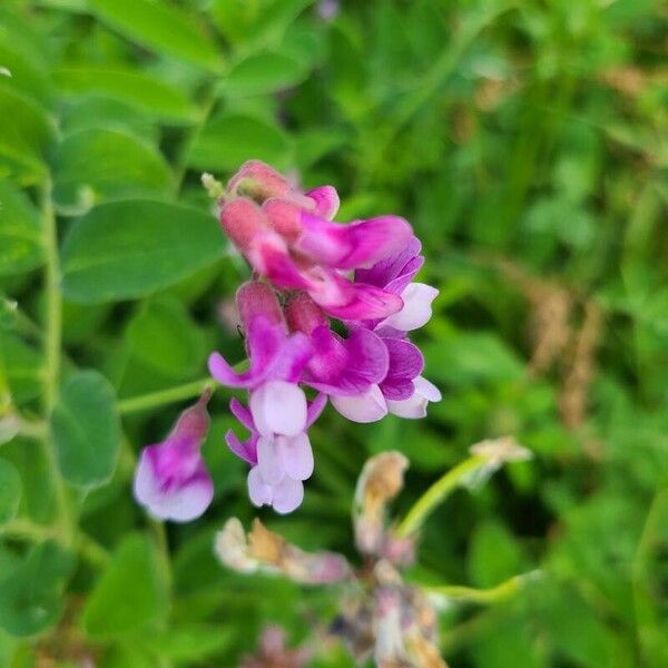 Vicia americana 花