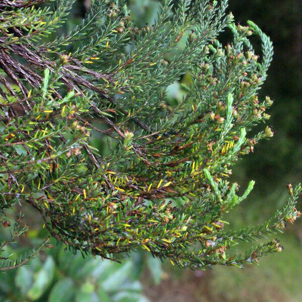 Erica arborescens ശീലം