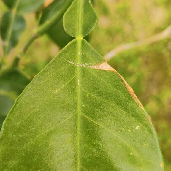 Citrus hystrix Lehti