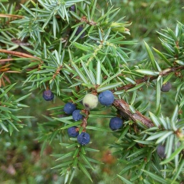 Juniperus communis Frucht